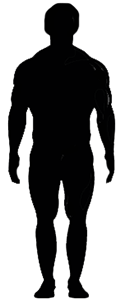 mesomorph
