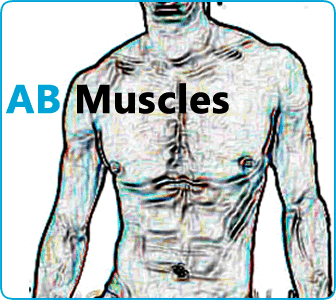 Ab Muscles