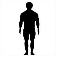 male body shape