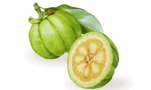 Garcinia Cambogia Extract Comprehensive Studies